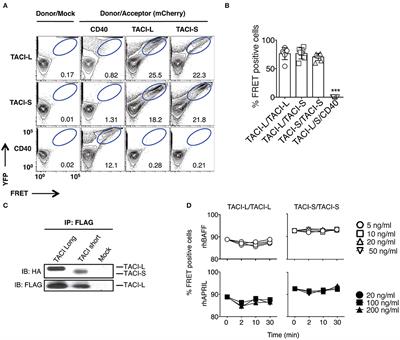 Corrigendum: TACI Isoforms Regulate Ligand Binding and Receptor Function